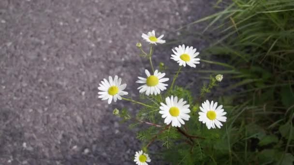 Kilka Małych Białych Kwiatów Rumianku Film Bliska Kwiaty Białymi Płatkami — Wideo stockowe