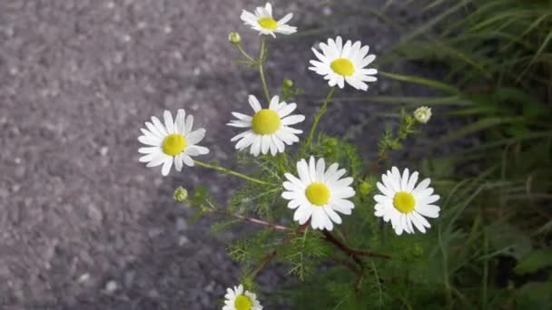 Een Kleine Witte Kamille Bloemen Close Video Bloemen Met Witte — Stockvideo