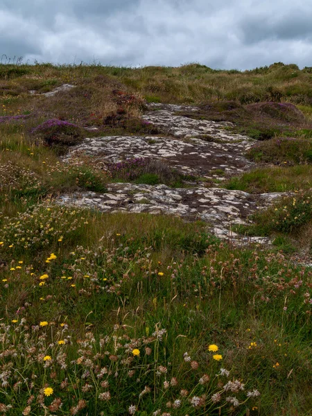 Kolorowe Kwiaty Irlandzkiej Ziemi Malowniczy Krajobraz Piękne Rośliny Powszechne Południowej — Zdjęcie stockowe