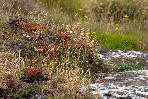Дикие Цветы Распространённые Юге Ирландии Красивые Красочные Растения Пейзаж Красные — стоковое фото