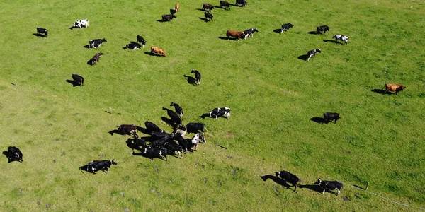 Πολλές Αγελάδες Κοντά Στο Πόσιμο Γούρνα Μια Ζεστή Καλοκαιρινή Μέρα — Φωτογραφία Αρχείου