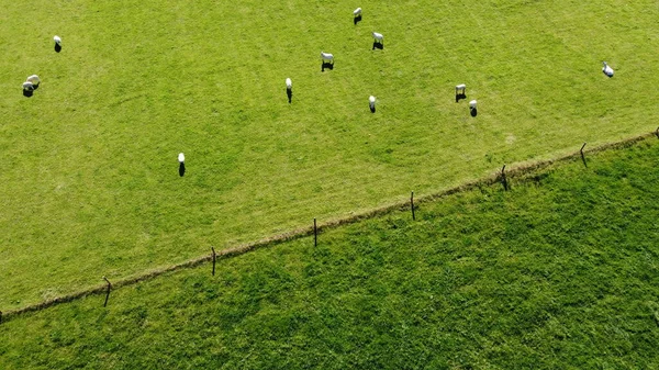 Ένα Κοπάδι Πρόβατα Κοντά Στο Φράχτη Ένα Καταπράσινο Χωράφι Μια — Φωτογραφία Αρχείου
