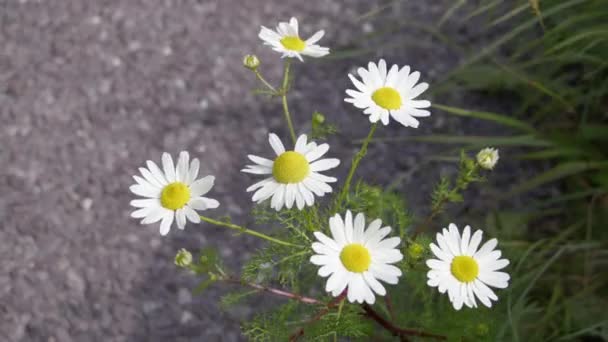 いくつかの白いカモミールの花 クローズアップビデオ 白い花弁を持つ花 垂直ビデオ — ストック動画