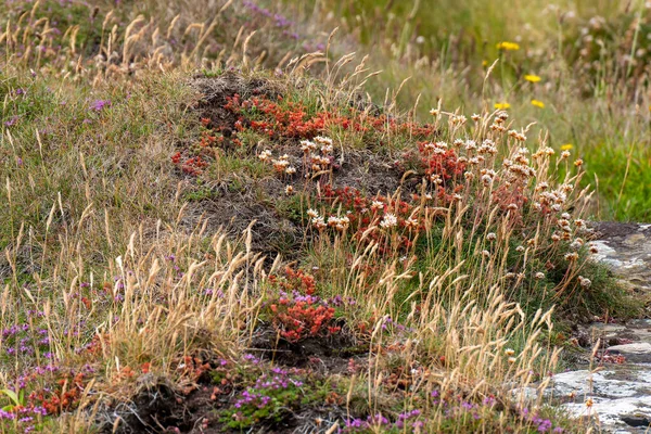 Цветы Распространённые Юге Ирландии Красивые Красочные Растения Пейзаж Красные Желтые — стоковое фото