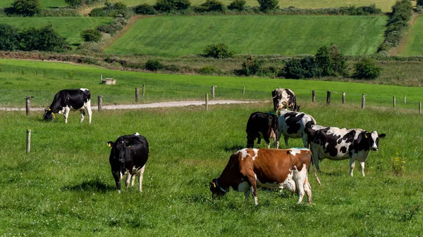 A herd of cows on a green pasture in Ireland. Agricultural landscape. Freegrazing of livestock, cow on green grass field.