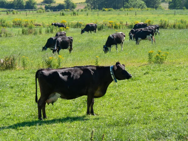 A black cow eats grass in a green field in summer. Irish livestock farm. Agricultural landscape. Cattle in the meadow, cow on green grass field.