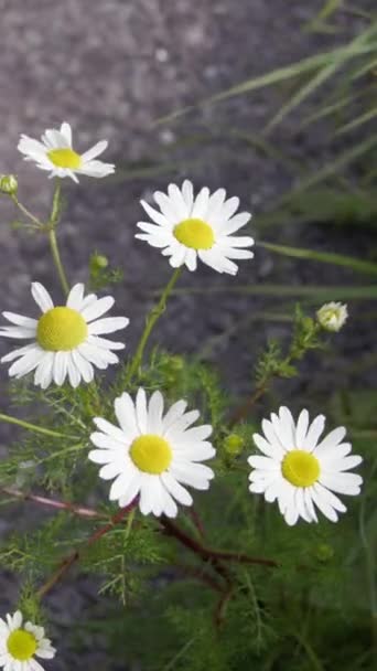Quelques Petites Fleurs Blanches Camomille Gros Plan Vidéo Fleurs Avec — Video