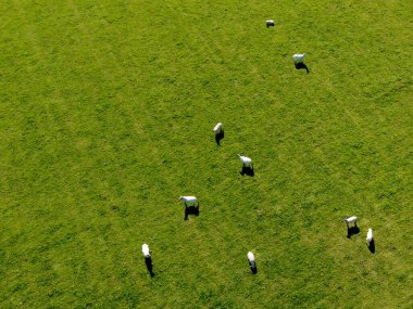 Güneşli bir yaz gününde yeşil otlakta beyaz bir koyun sürüsü. Çiftlik hayvanları, yeşil çimen tarlası..