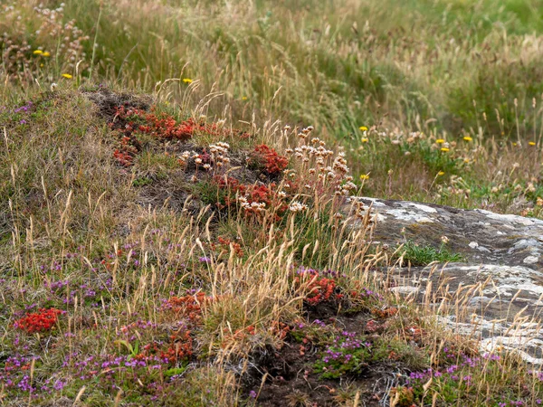 Цветы Юге Ирландии Красивые Красочные Растения Пейзаж Красные Желтые Цветы — стоковое фото