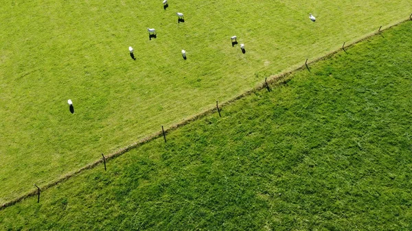 Ένα Πρόβατο Κοντά Στο Φράχτη Ένα Καταπράσινο Χωράφι Μια Ηλιόλουστη — Φωτογραφία Αρχείου