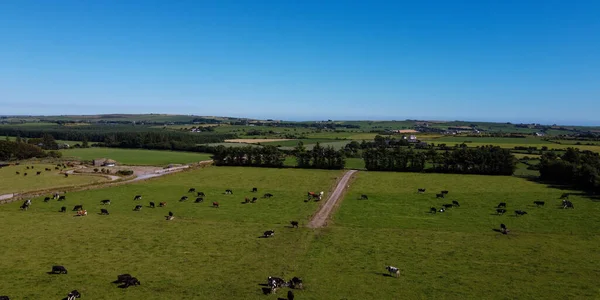 Picturesque farm fields of the south of Ireland under a blue sky on a sunny summer day. Animals in the pasture. Agricultural landscape. Livestock lands, top view. Green grass field under blue sky