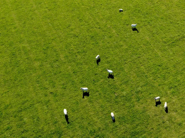 在阳光明媚的夏日 一群白羊在绿色的牧场上 尽收眼底 畜牧场 绿草场 — 图库照片#