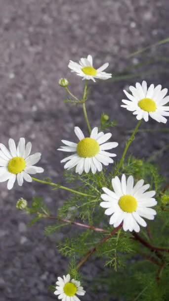 小さな白いカモミールの花 クローズアップビデオ 白い花弁を持つ花 垂直ビデオ — ストック動画