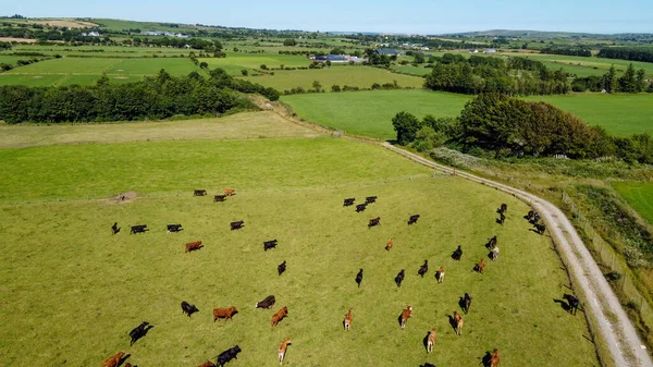 stock image Cows on a meadow, summer day, top view. Agricultural landscape, beautiful nature. A country road among fields. Agricultural fields of southern Ireland.