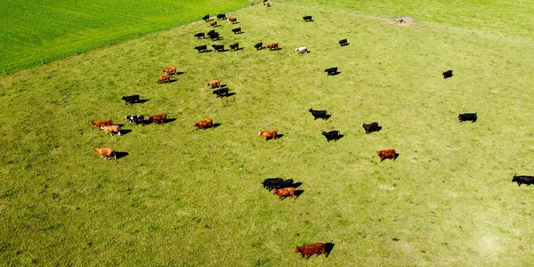 Μια Αγελάδα Ένα Λιβάδι Ζουμερό Πράσινο Γρασίδι Βοσκοτόπι Χωράφι Αγρότη — Φωτογραφία Αρχείου