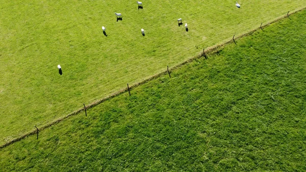 Ένα Κοπάδι Λευκά Πρόβατα Κοντά Στο Φράχτη Ένα Καταπράσινο Χωράφι — Φωτογραφία Αρχείου