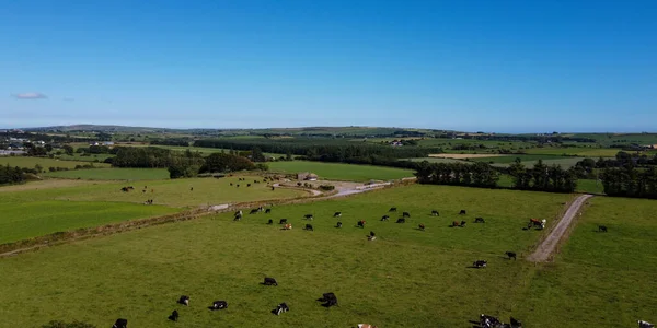 Picturesque fields of the south of Ireland under a blue sky on a sunny summer day. Animals in the pasture. Agricultural landscape. Livestock lands, top view. Green grass field under blue sky