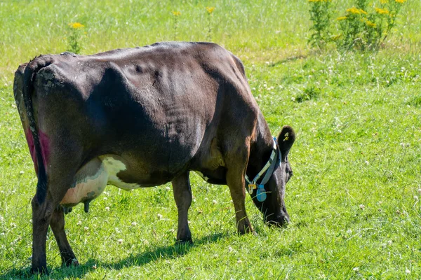 One black cow is eating grass on a green farm field. Cow on a grass meadow in summer. Black cow on green grass field