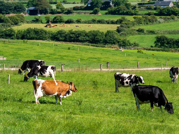 Ένα Κοπάδι Αγελάδες Βοσκότοπο Στην Ιρλανδία Αγροτικό Τοπίο Ελεύθερη Βοσκή — Φωτογραφία Αρχείου