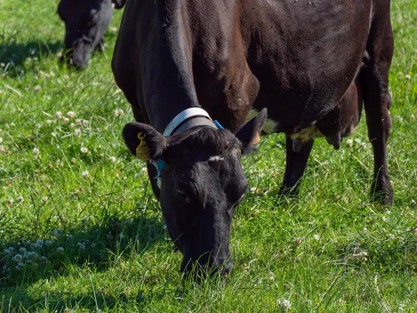 cow is eating grass. Cow on a meadow, summer. Black cow on green grass field