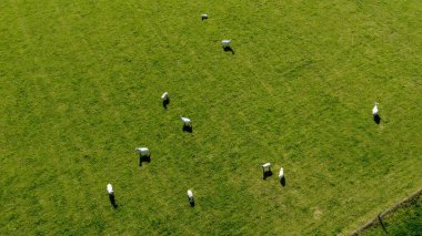 Güneşli bir yaz gününde yeşil bir çayırda beyaz bir koyun. Çiftlik hayvanları, yeşil çimen tarlası..