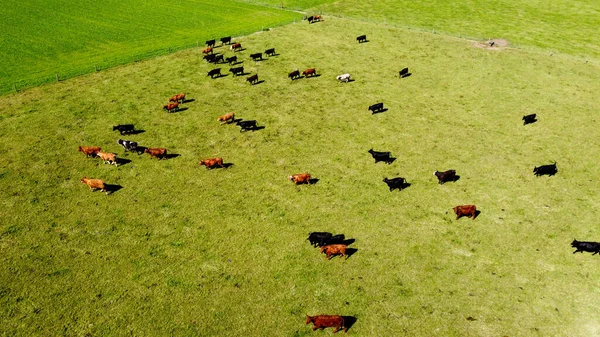 Αγελάδες Λιβάδι Πράσινο Γρασίδι Λιβάδι Χωράφι Αγρότη Αγροτικό Τοπίο Ζωοτεχνία — Φωτογραφία Αρχείου