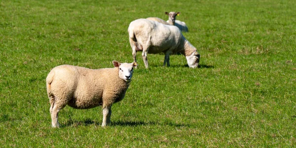 Unas Cuantas Ovejas Lindas Pasto Hierba Verde Día Verano Animales —  Fotos de Stock