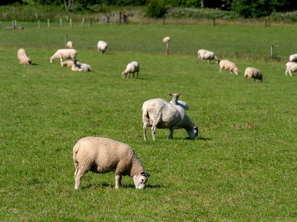 Rebaño Ovejas Prado Hierba Verano Granja Ganadera Irlanda Rastreando Animales —  Fotos de Stock
