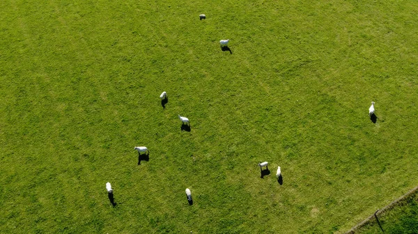 一个阳光灿烂的夏天 一只白色的羊在一个绿色的牧场上 俯瞰着风景 畜牧场 绿草场 — 图库照片#