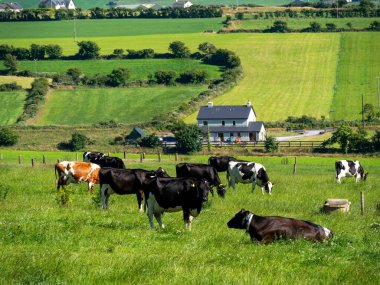 Çiftlikte inekler, yaz günü tarlalar. Hayvanların otlatılması. Tarım arazisi. İrlanda 'daki çiftlik hayvanları çiftliği. Yeşil çim tarlasında siyah beyaz inek