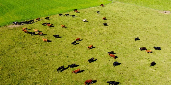 Αγελάδες Πράσινο Γρασίδι Βοσκοτόπι Χωράφι Αγρότη Αγροτικό Τοπίο Ζωοτεχνία — Φωτογραφία Αρχείου