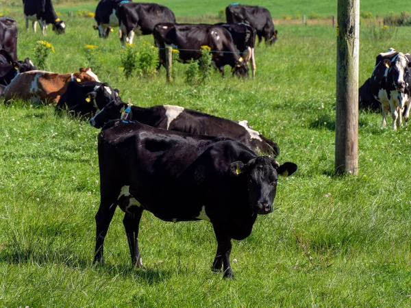 Una Vaca Come Hierba Campo Verano Granja Ganadera Irlandesa Paisaje —  Fotos de Stock