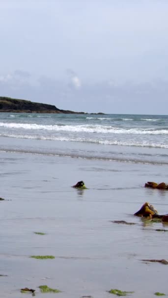 Algas Marinhas Uma Praia Areia Molhada Surf Calmo Oceano Atlântico — Vídeo de Stock
