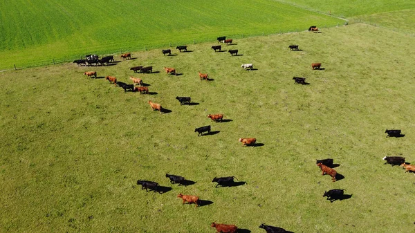 Αγελάδες Πράσινο Λιβάδι Χωράφι Αγρότη Αγροτικό Τοπίο Ζωοτεχνία — Φωτογραφία Αρχείου