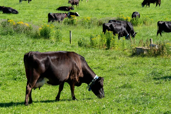 stock image A cow eats grass in a green field in summer. Irish livestock farm. Agricultural landscape. Cattle in the meadow, cow on green grass field.