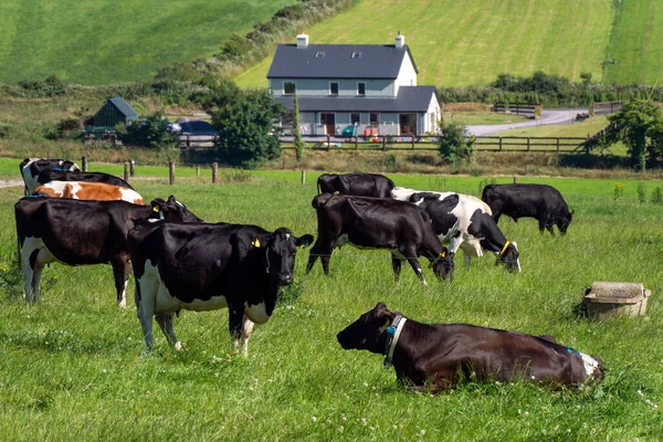 Αγελάδες Φάρμα Χωράφια Καλοκαίρι Ελεύθερη Βοσκή Βοοειδών Αγροτικό Τοπίο Κτηνοτροφία — Φωτογραφία Αρχείου