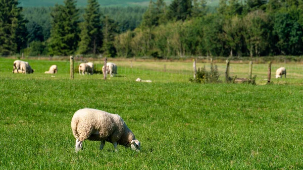 Mouton Blanc Sur Une Belle Prairie Verte Été Pâturage Bétail — Photo