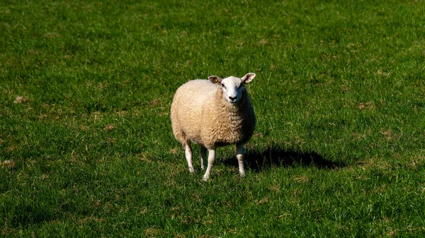 Agneau Blanc Moelleux Dans Une Prairie Verte Les Moutons Pâturent — Photo