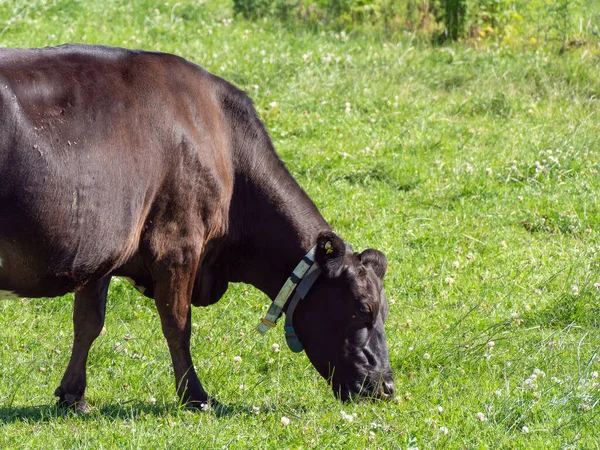 cow is eating grass. Cow on a grass meadow in summer. Black cow on green grass field