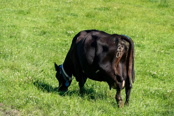 cow is eating grass. Cow on a meadow. Black cow on green grass field
