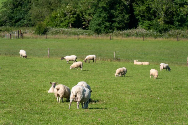 Stado Owiec Łąka Hodowla Zwierząt Irlandii Wypas Zwierząt Farmie Stado — Zdjęcie stockowe