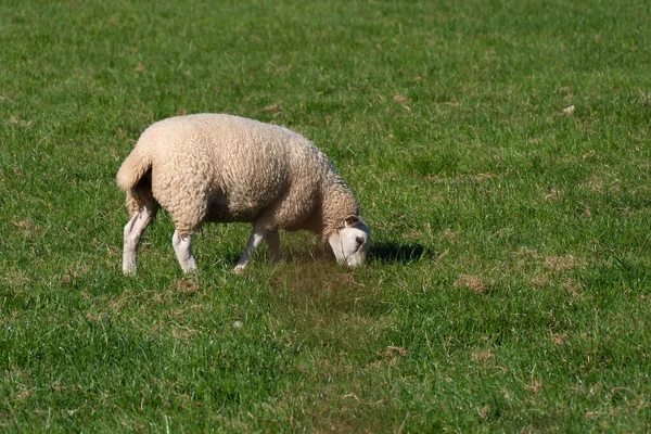 Agneau Moelleux Dans Une Prairie Verte Les Moutons Pâturent Moutons — Photo