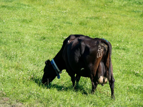 Vaca Está Comiendo Hierba Vaca Prado Vaca Negra Campo Hierba —  Fotos de Stock