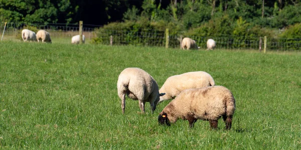 Quelques Moutons Sur Pâturage Herbe Verte Jour Été Des Animaux — Photo