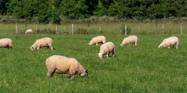 羊の群れ アイルランドの畜産業 農場で放牧動物 緑の草原の羊の群れ — ストック写真