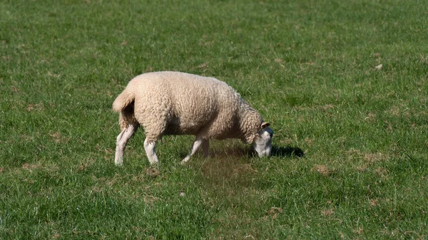One Lamb Green Meadow Sheep Grazing White Sheep Green Grass — Stock Photo, Image