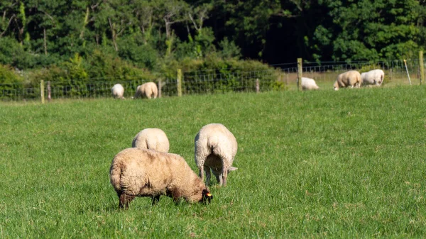 Quelques Moutons Sur Pâturage Jour Été Des Animaux Dans Prairie — Photo