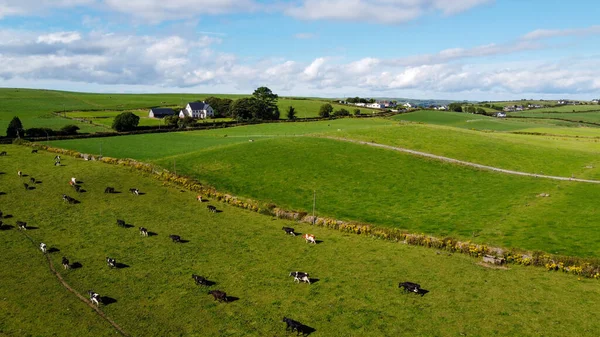 stock image A herd on a fenced green pasture in Ireland, top view. Organic Irish farm. Cattle grazing on a grass field, landscape. Animal husbandry. Green grass field under blue sky