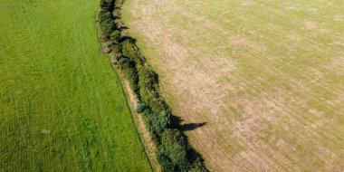 Yeşil çim tarlaları, üst manzara. Tarım arazisi. Yeşil çimen alanı