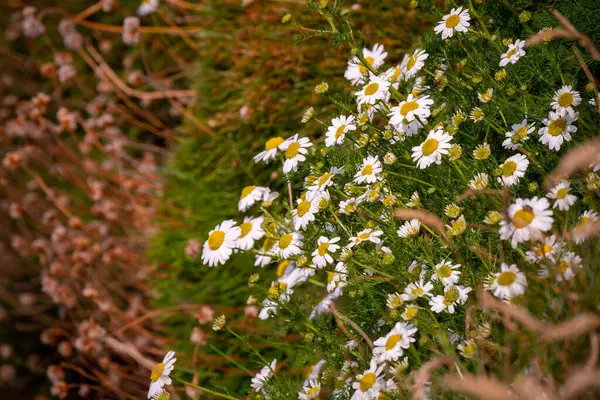 Λευκά Λουλούδια Χαμομηλιού Ανθισμένα Αγριολούλουδα Φύση Λευκές Μαργαρίτες Πράσινο Γρασίδι — Φωτογραφία Αρχείου
